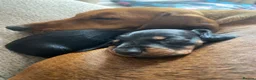 Dachshund dogs for sale: Dachshund puppies  - Advert 3