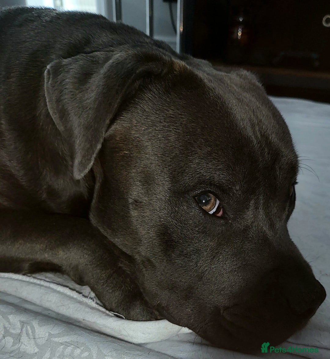 Staffordshire Bull Terrier dogs for stud: Maximus Prime ready for Stud in Birmingham - Advert 13