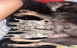 French Bulldog dogs for sale: 3 Merle French bulldog pups  - Image 2