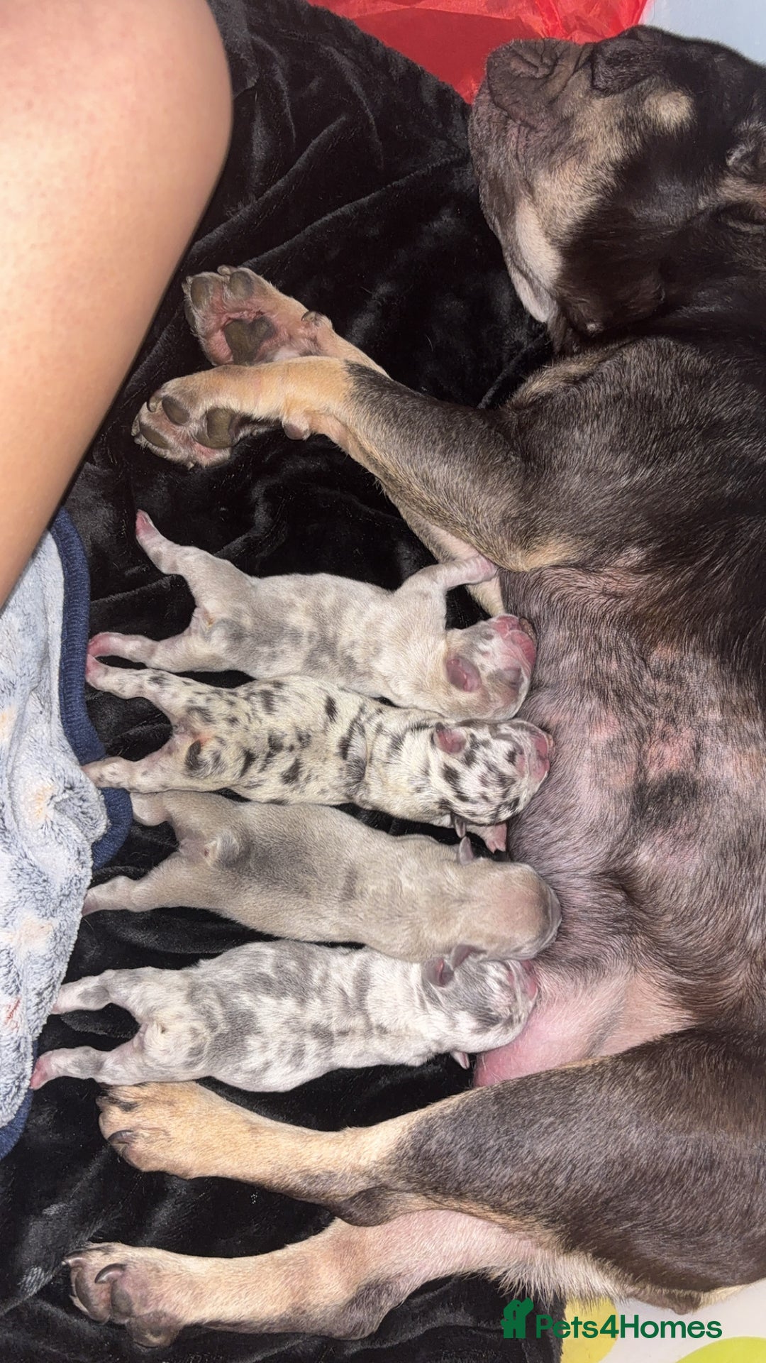 French Bulldog dogs for sale: 3 Merle French bulldog pups  - Image 2