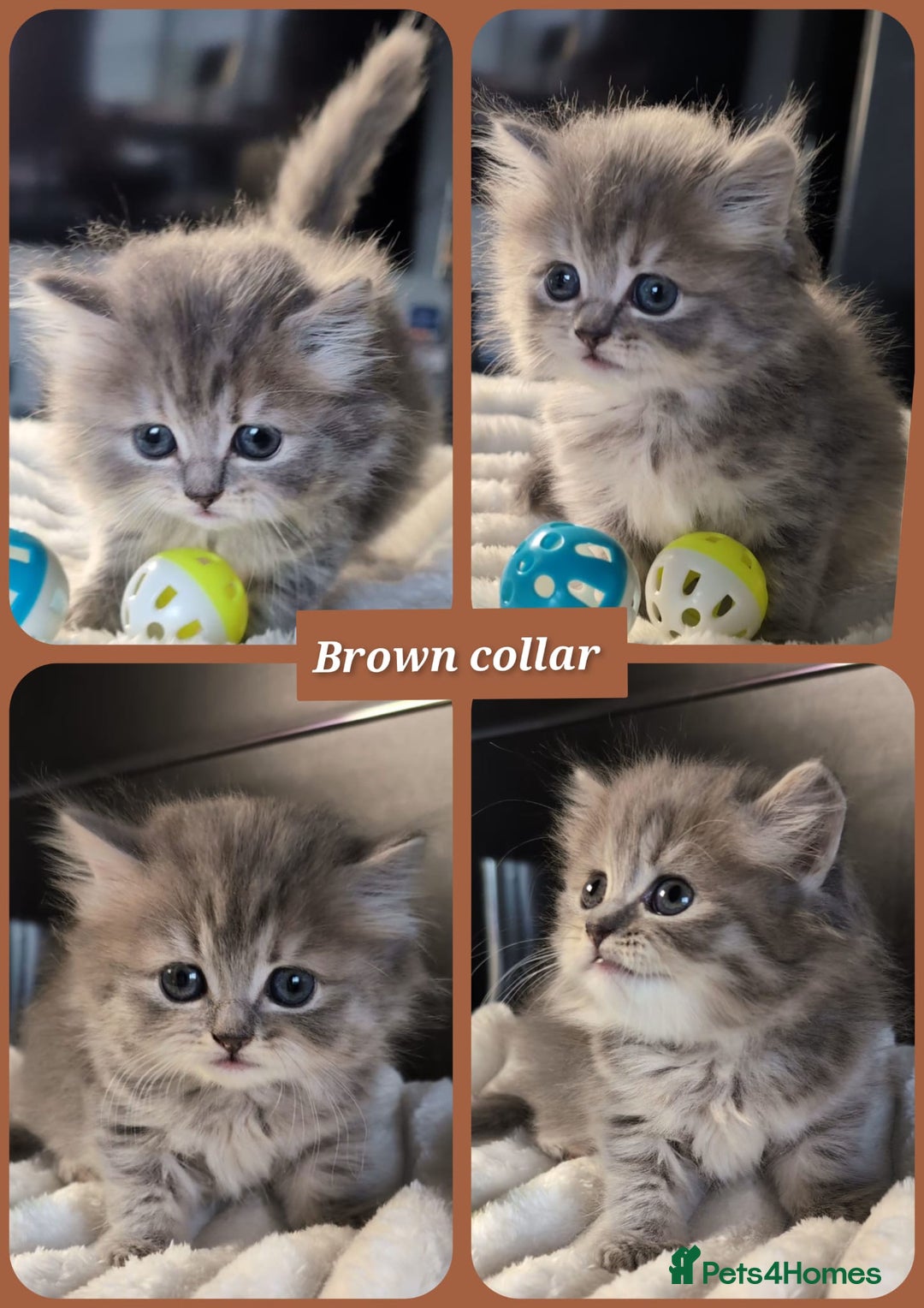 British Longhair cats for sale: 💖💙 BSH and BLH ● TICA & GCCF reg ●  - Advert 19