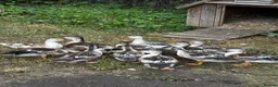 Ducks poultry for sale: Miniature Silver Appleyards  in Shipston-on-Stour - Advert 1