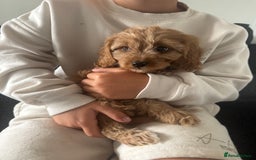 Cavapoo dogs for sale: Cavapoo puppies  - Image 11