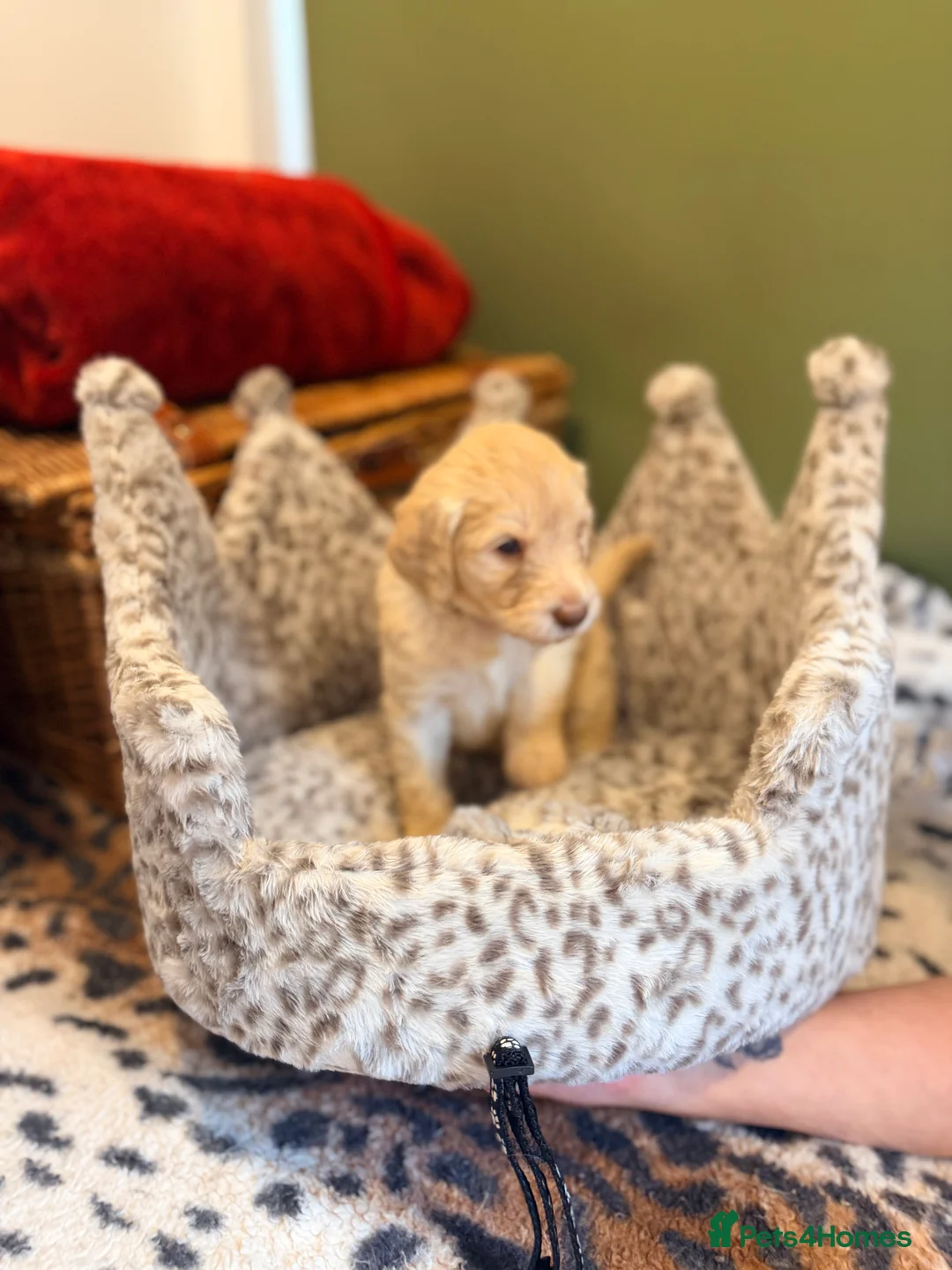 Labradoodle dogs for sale: Standard multigenerational  labradoodle - Advert 2