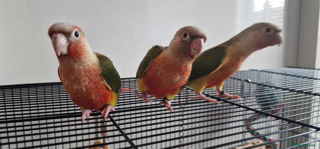 Conures birds for sale: Beautiful fully hand reared conure baby's  - Image 14