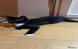 British Shorthair cats for sale: Male Tuxedo - Image 7