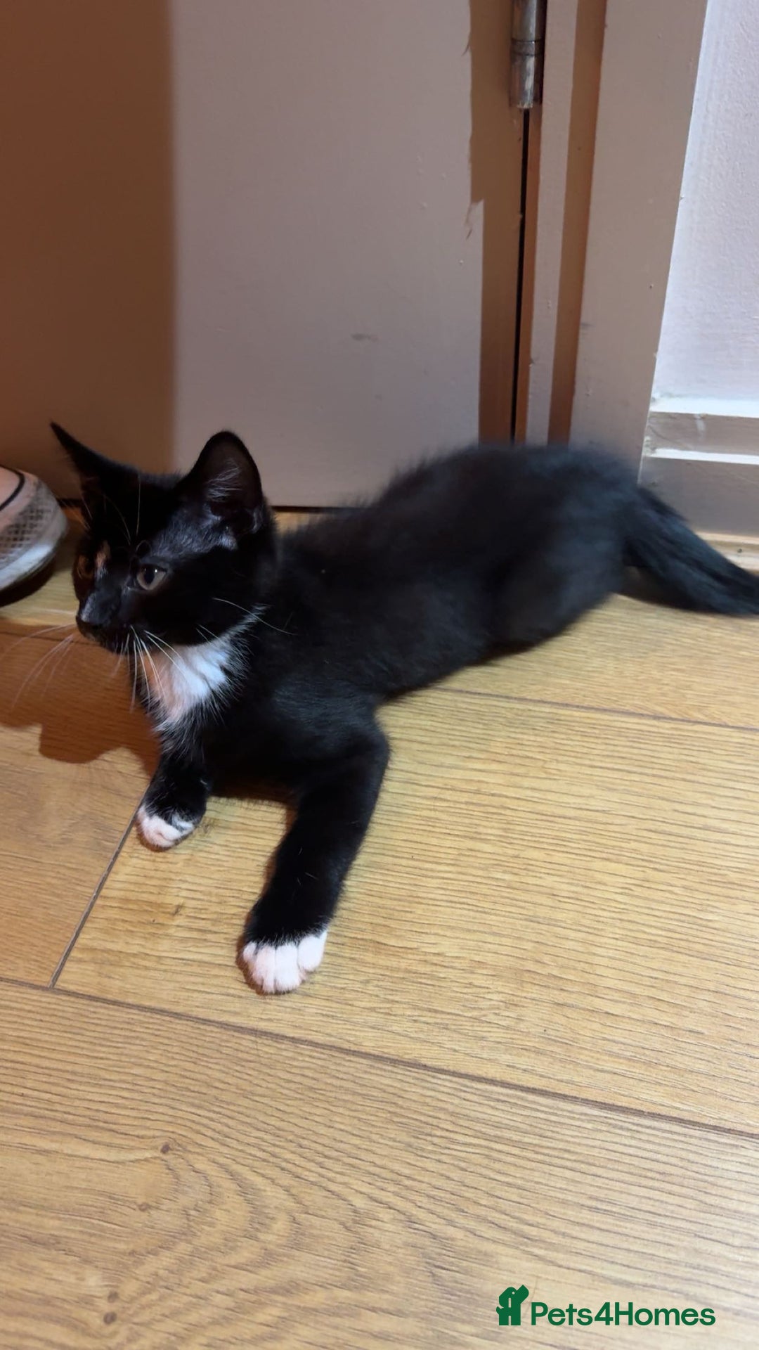 British Shorthair cats for sale: Male Tuxedo - Image 7