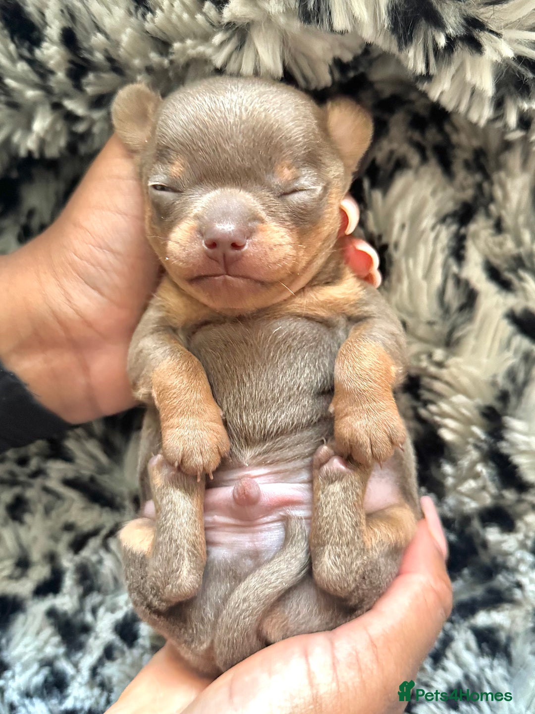 Chihuahua dogs for sale: LILAC GREY EYED CHIHUAHUA BOY - Advert 3