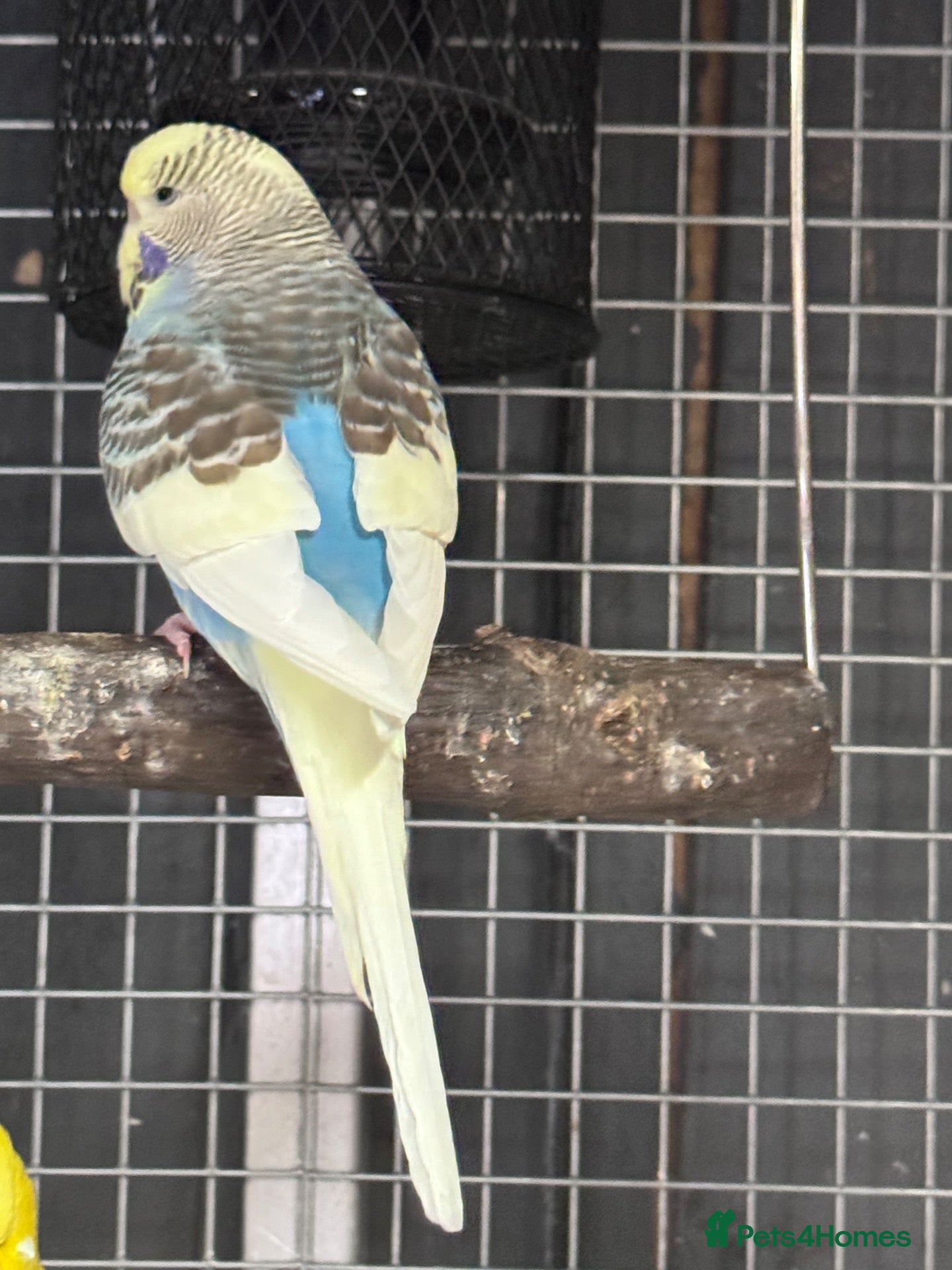 Budgerigars birds Mixed coloured Budgie’s  - Advert 2