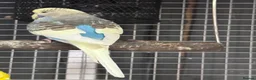 Budgerigars birds for sale: Mixed coloured Budgie’s  in Leicester - Advert 2