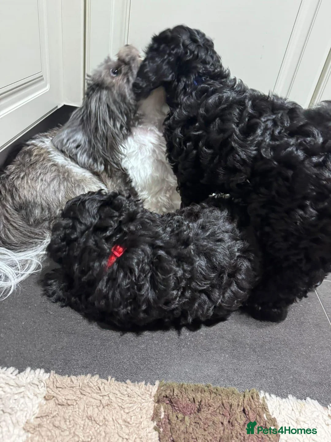 Shihpoo dogs for sale: Shihpoo puppies  - Advert 10