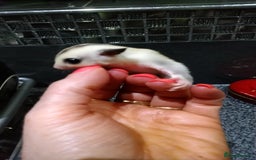 Sugar Glider rodents for sale: Stunning baby sugar glider  - Image 4