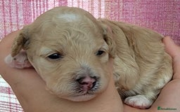 Maltipoo dogs for sale: F1b Maltipoo - Image 9