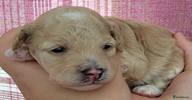 Maltipoo dogs - Advert 1