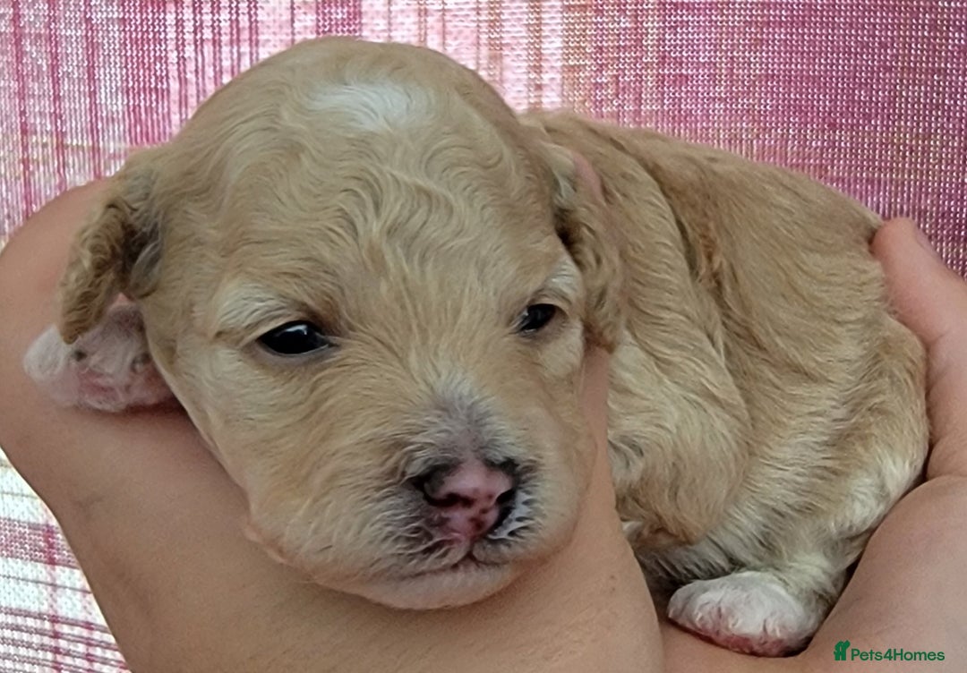 Maltipoo dogs for sale: F1b Maltipoo - Image 9