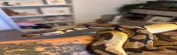 Python Snake reptiles for sale: Ball python  - Advert 3