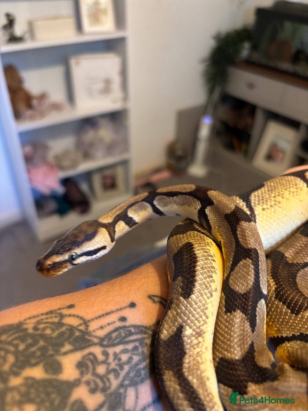 Python Snake reptiles for sale: Ball python  - Advert 3