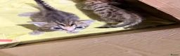 Bengal cats for sale:     Stunning Bengal Cross Kittens  - Advert 4