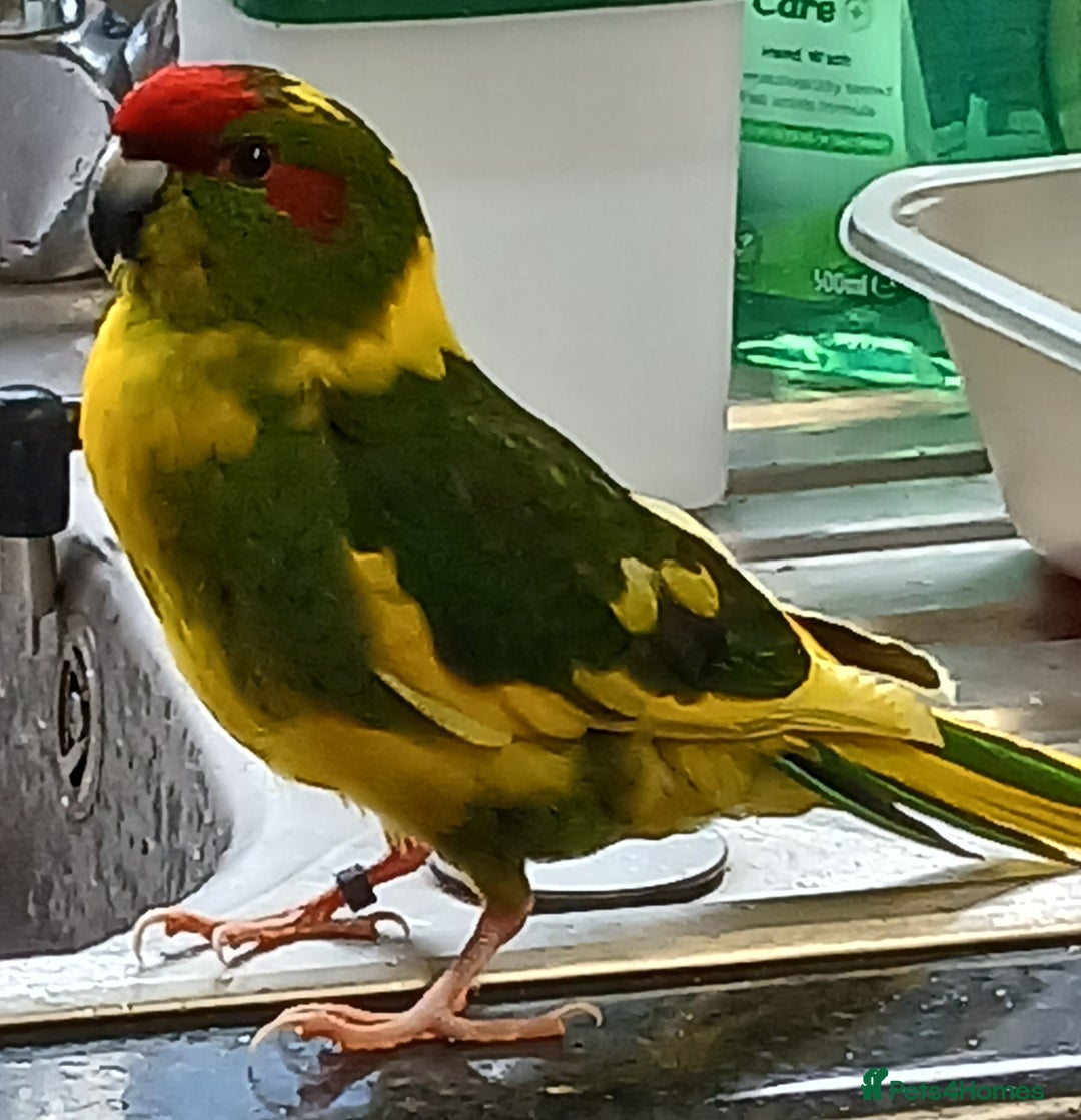 Parakeets birds for sale: Kakariki's x4 handreared kakariki's  - Image 24
