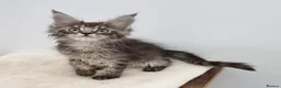 Maine Coon cats for sale: GCCF Pedigree Maine Coon Kittens for sale  - Advert 33
