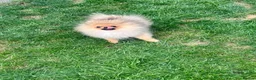 Pomeranian dogs for sale: 🐻Tiny boy 1kg at 4 months🔥Championship  - Advert 2