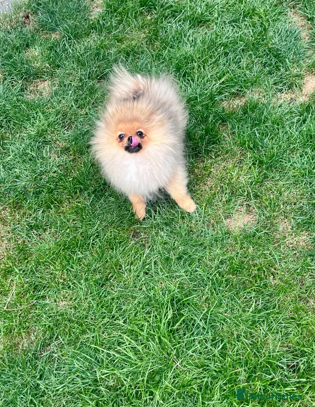 Pomeranian dogs for sale: 🐻Tiny boy 1kg at 4 months🔥Championship  - Advert 2