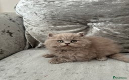 British Shorthair cats for sale:  🦁 Stunning Registered BSH /BLH Champion Lines 🦁 - Image 21