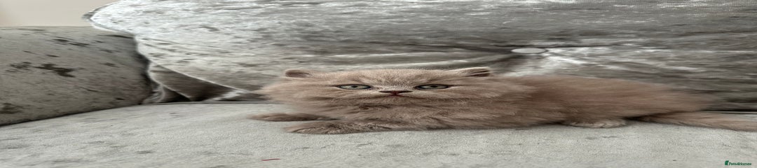 Lion British longhair Kitten 