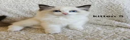 Ragdoll cats for sale: 7 GCCF Ragdoll kittens. Blue and Seal. Home raised - Advert 13