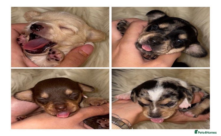 Chiweenie dogs - Advert 1