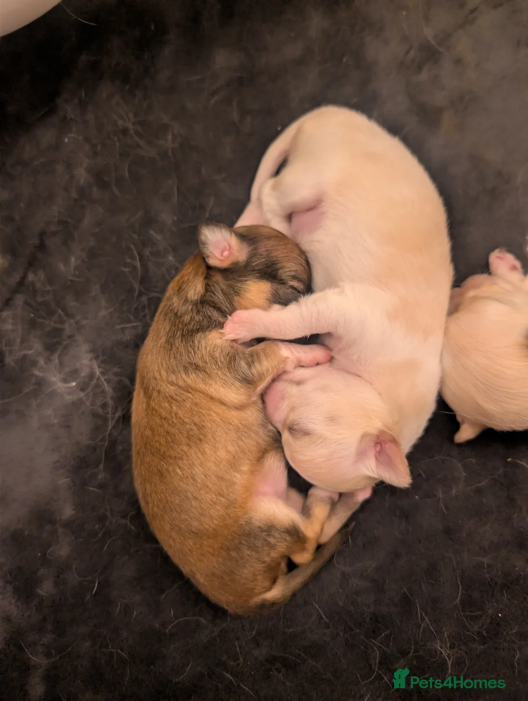Chihuahua dogs for sale:  3 ABSOLUTELY GORGEOUS CHIHUAHUA PUPPIES FOR SALE - Advert 14