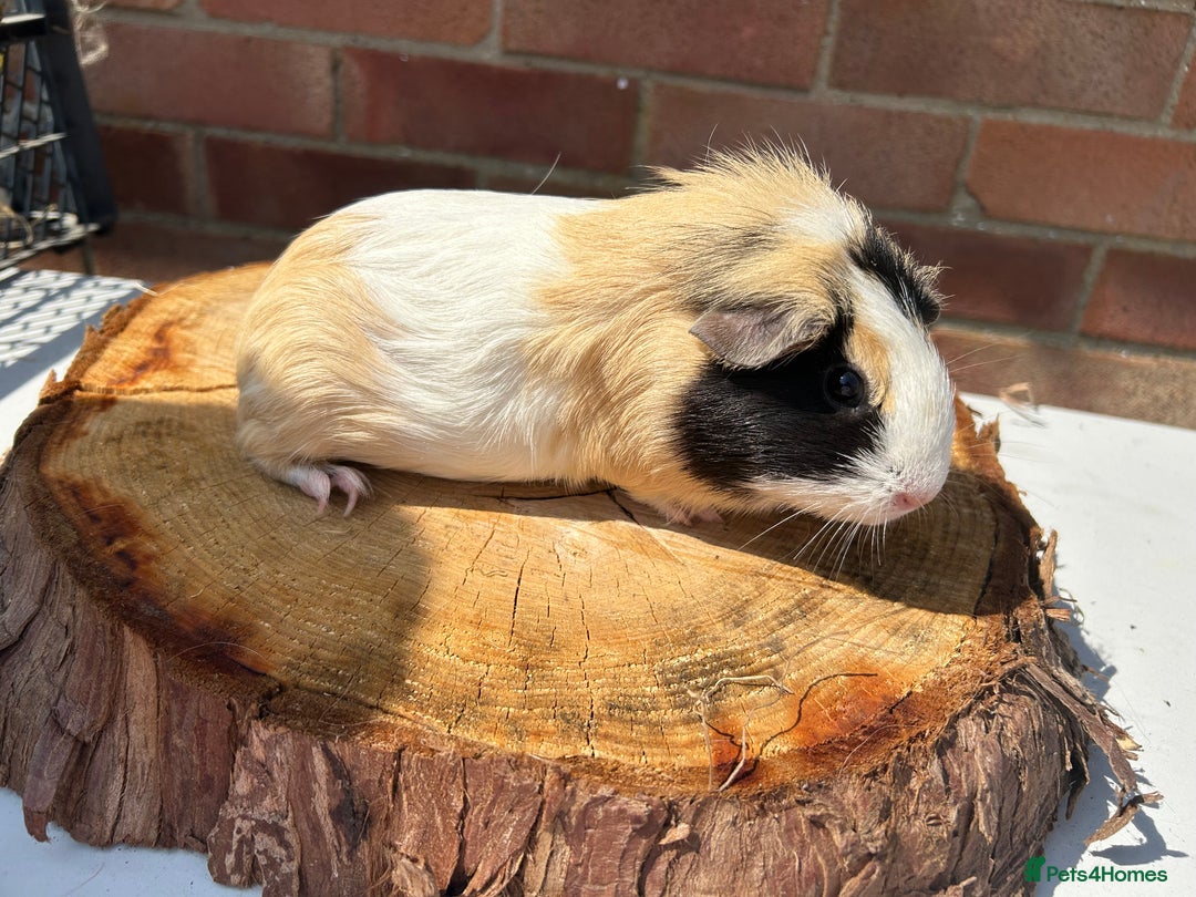 Guinea Pig rodents for sale: Female Guinea Pigs  - Image 13