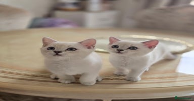 Scottish Fold cats - Advert 6