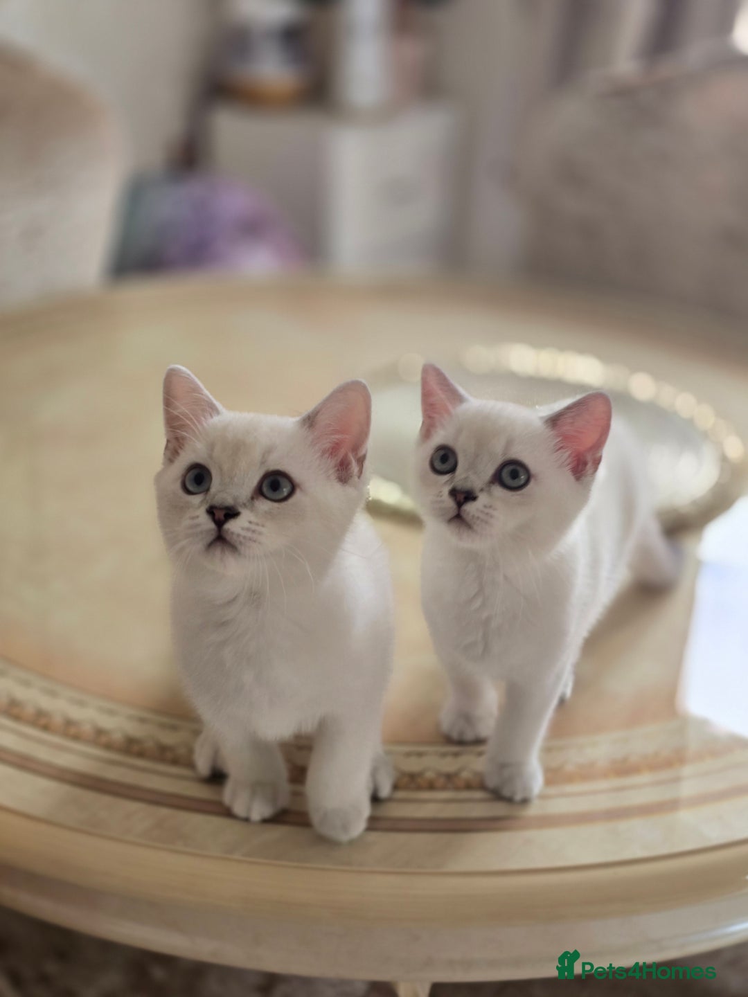 Scottish Fold cats for sale:  We have two last kittens left 🐱 - Image 2