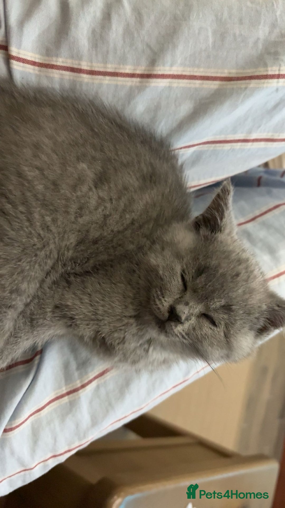 British Shorthair cats for sale: Male kittenBritish shorthair   - Advert 5