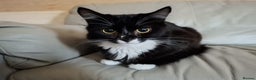 Mixed Breed cats for sale: Black & white Longhair and Grey shorthair cats - Advert 4