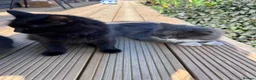 Mixed Breed cats for sale: Three beautiful kittens  - Advert 9