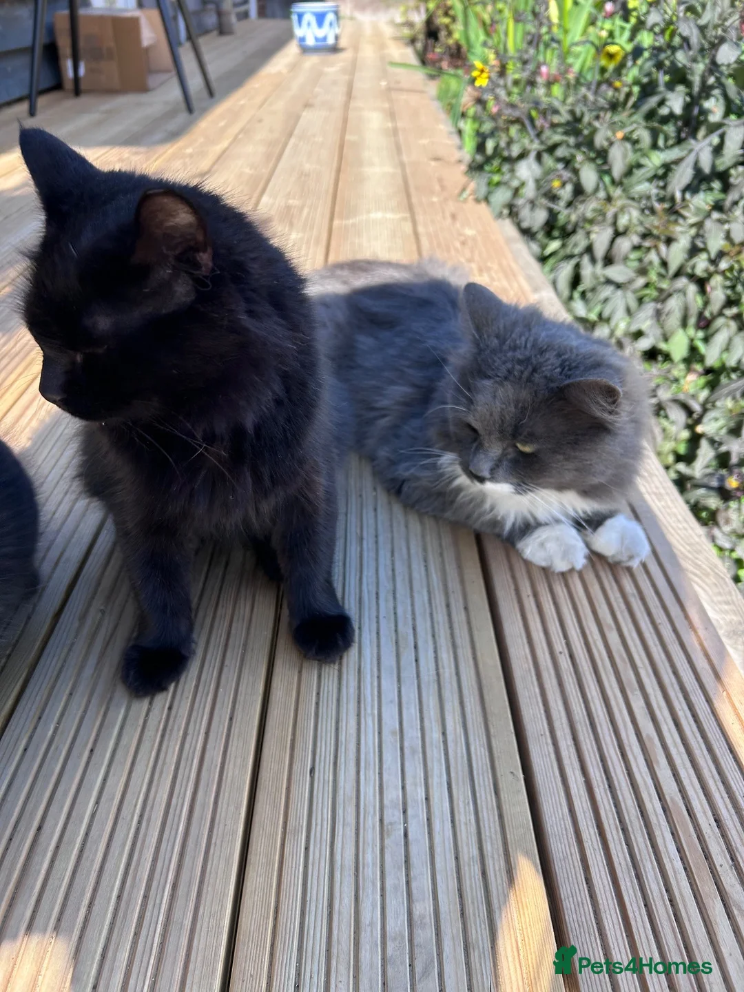 Mixed Breed cats for sale: Three beautiful kittens  - Advert 9