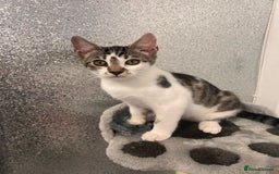 Mixed Breed cats for sale: Last half bengal baby boy 💕 - Image 6