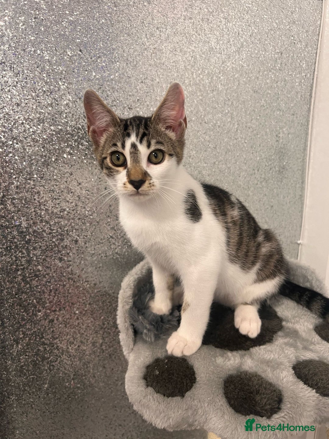 Mixed Breed cats for sale: Last half bengal baby boy 💕 - Image 6