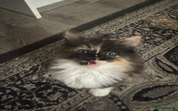Maine Coon cats for sale: Beautiful bundles of joy Maincoon ready now  - Image 1