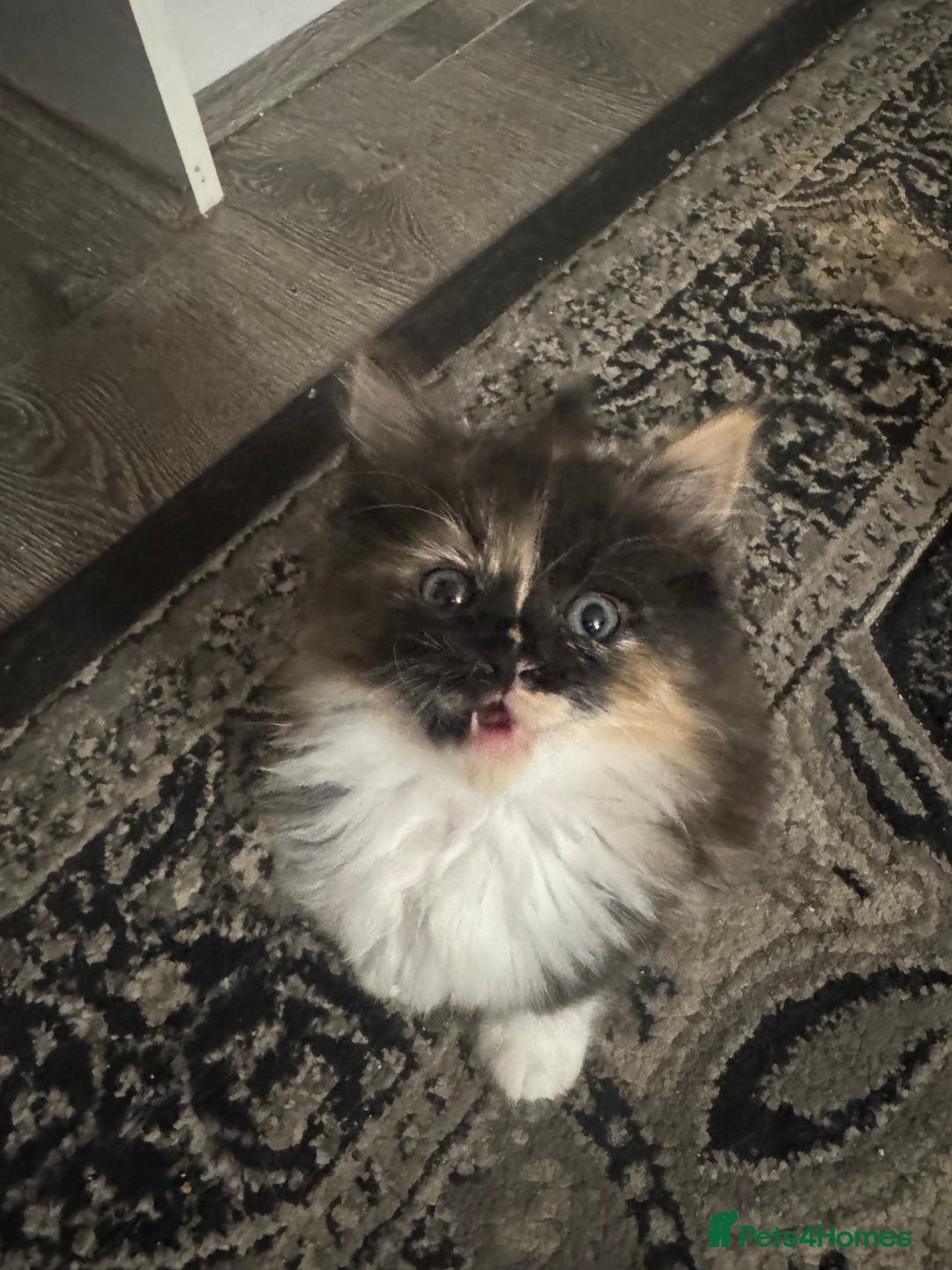 Maine Coon cats for sale: Beautiful bundles of joy Maincoon ready now  - Image 1