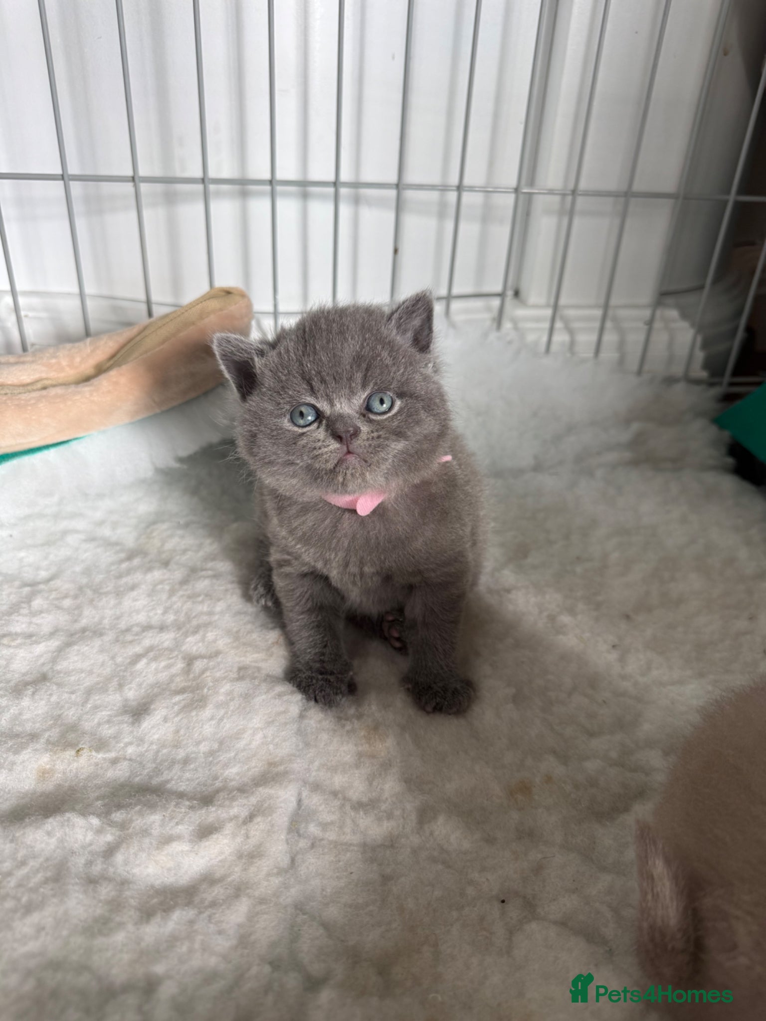British Shorthair cats for sale: Beautiful British shorthair kittens  in Cardiff - Advert 12