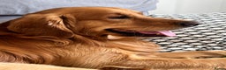 Golden Retriever dogs for stud: Stunning golden retriever stud - Advert 4