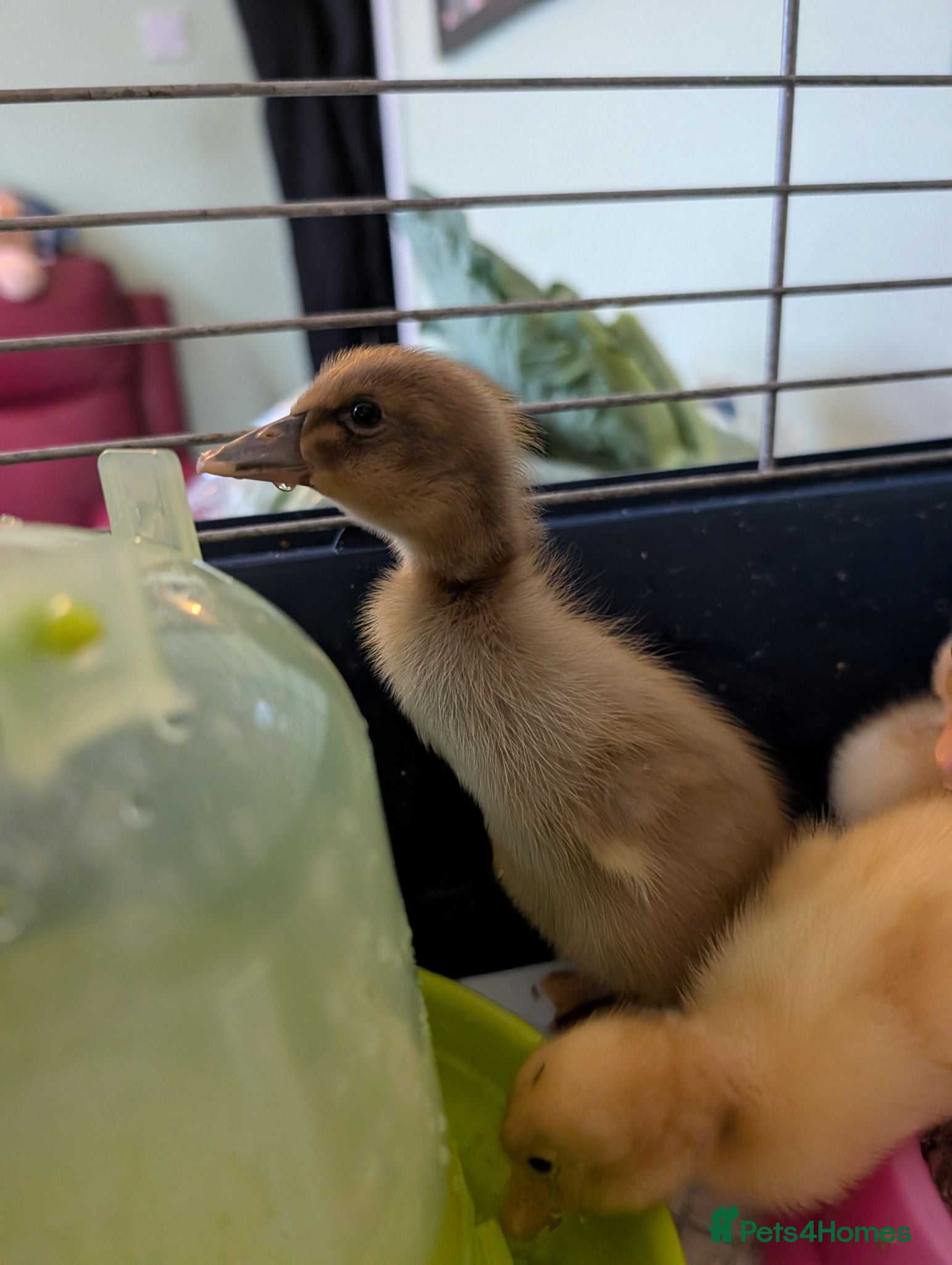 Ducks poultry Runner Ducklings needing special homes - Advert 3