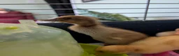 Ducks poultry for sale: Runner Ducklings needing special homes - Advert 1