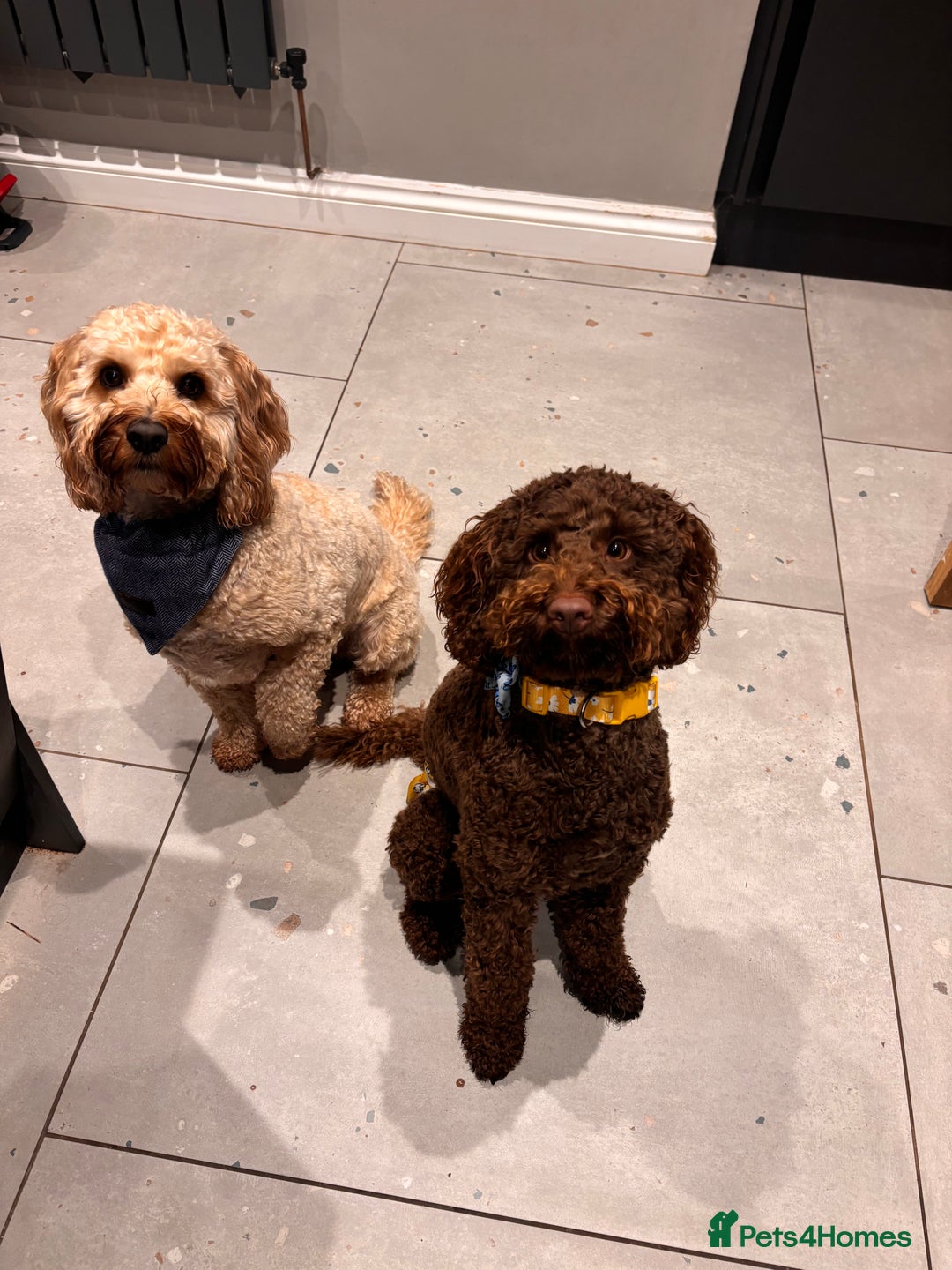 Labradoodle dogs for sale:  Mini toy labradoodle needing a new home  - Image 6