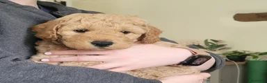 Goldendoodle Puppy 5