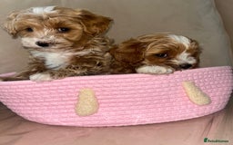 Maltipoo dogs for sale: Stunning Red Maltipoo Boys 🐶  - Image 8