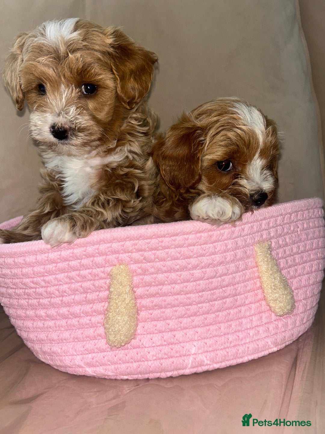 Maltipoo dogs for sale: Stunning Red Maltipoo Boys 🐶  - Image 8